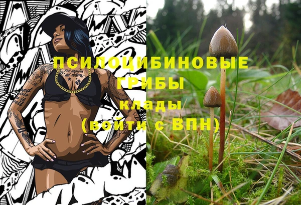 гашик Богданович